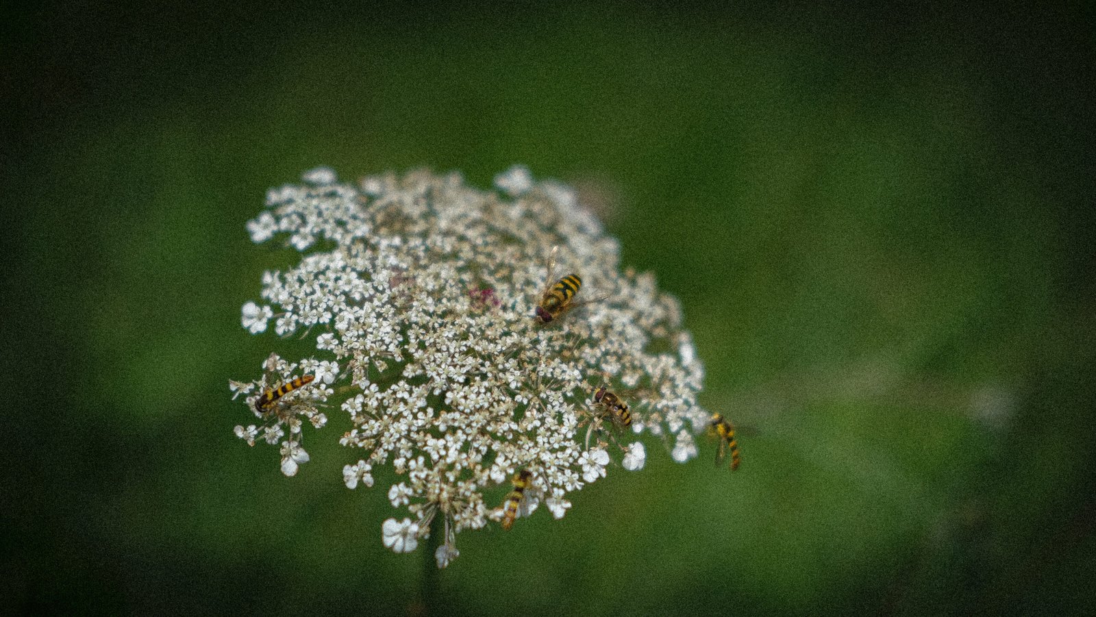 SAMEEN photography 2